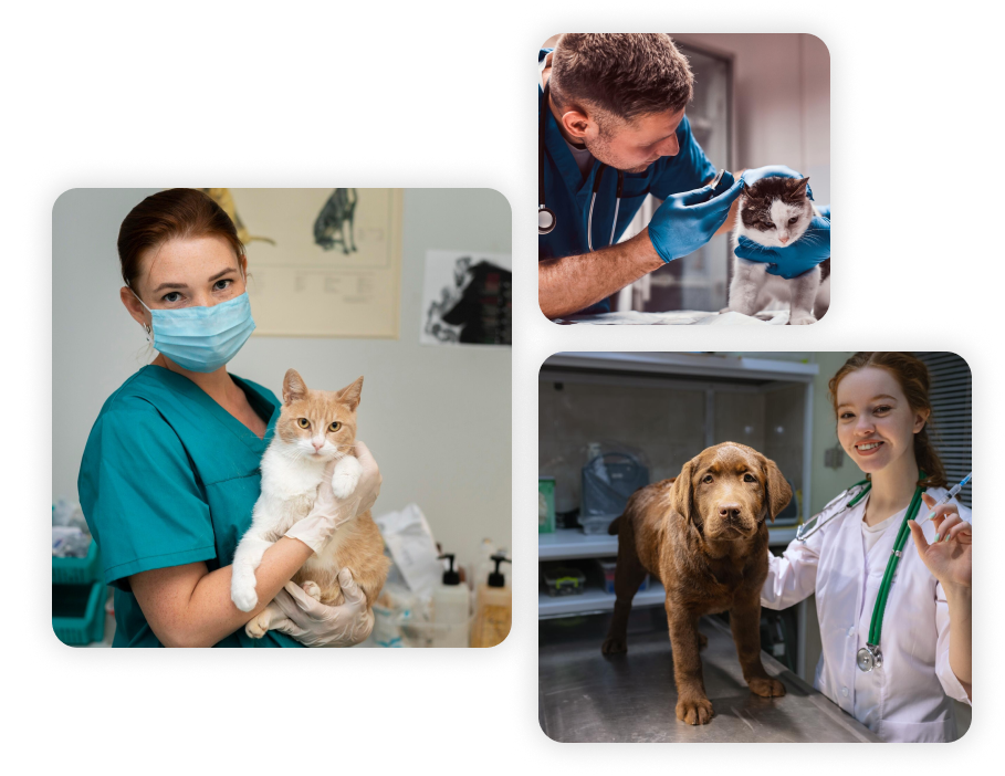 main image for vtspecialist